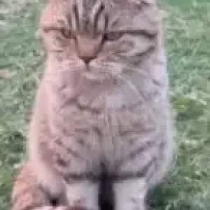 A Other British Shorthair Cat Found from Mina Heritage Park