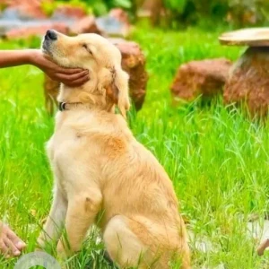 A Brown Golden Retriever Dog Missing from Harmal, Arambol