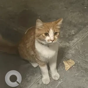 A White-Brown Mix Domestic Shorthair Cat Found from Villanova La Rosa 4