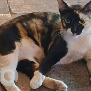 A Other Domestic Shorthair Cat Missing from Durar building Dubailand