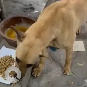 A Brown Indie Dog Found from D block Shakurpur