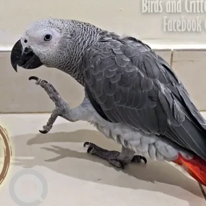 A Grey African Grey Parrot Bird Missing from Al Nahda 1