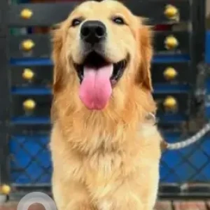 A Brown Golden Retriever Dog Missing from Patancheru, Surya Dev Colony
