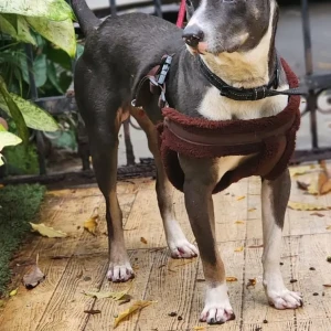 A White and Grey Indie mix Dog Found from Domlur, Bengaluru-3
