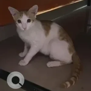 A White-Brown Mix Indie Cat Missing from 8th Main, HAL 3rd stage, Oyo park inn