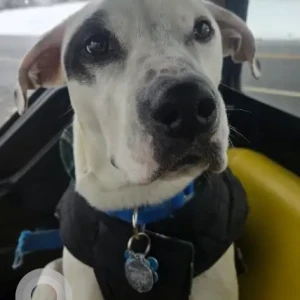 A White Pitbull mix Dog Missing from W Rd + Harrison Calkins Rd