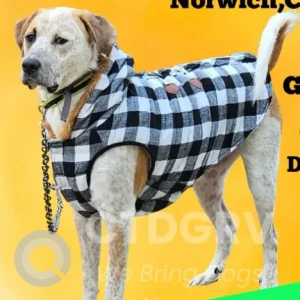 A White-Brown Mix Great Pyreness Dog Missing from Cedar Lane Ext