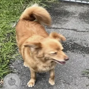 A Golden Pomerian Dog Missing from Harrison Ave/Boutelle/St Bernards School