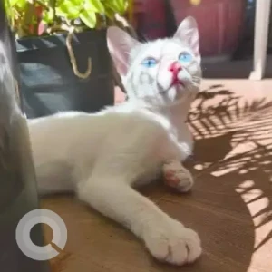 A White Indie Cat Missing from Brookefield, Kundalahalli-2