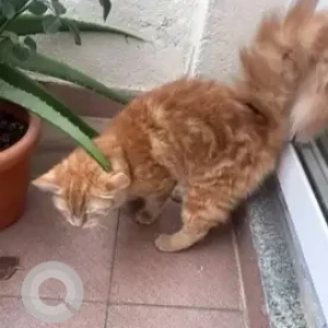 A Orange Persian Cat Found from Arekere, Bannerghatta Road-2