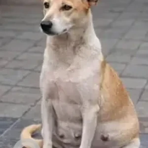 A White-Brown Mix Indie Dog Missing from HRBR layout