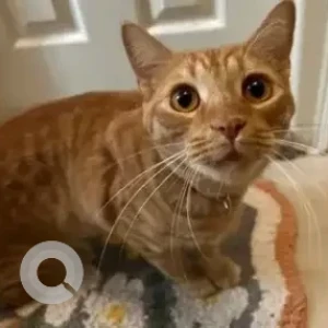 A Orange Domestic Shorthair (Indie) Cat Missing from 10th Main, 12th Crosse, Parkia Horamavu