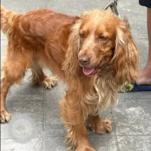 A Golden English Cocker Spaniel Dog Found from Gokarna 8, Beshi Gaun
