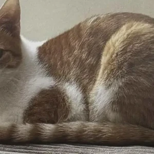 A White-Brown Mix Ginger Cat Missing from Mumbai-2