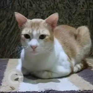 A White-Brown Mix Indie Cat Missing from 4Th A Cross, 3rd Block, HRBR Layout-3