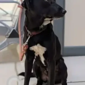 A Black and White Labrador–Indie mix Dog Found from OMBR Layout-2