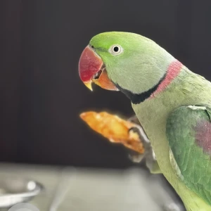 A Green Parrot Bird Missing from Pune