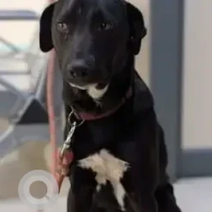 A Black and White Labrador–Indie mix Dog Found from OMBR Layout