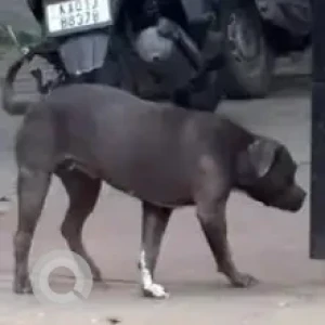 A Grey Pitbull Dog Found from Halasuru, Cambridge Layout, near Canara bank-2