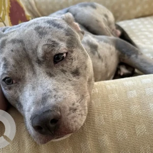 A Grey Pitbull Dog Found from South Boston/Dorchester area