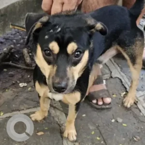 A Black and Brown Indie mix Dog Missing from Plot 604, Parsi Colony, Dadar