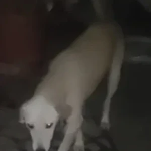 A White Indie Dog Found from B1, JanakPuri-3