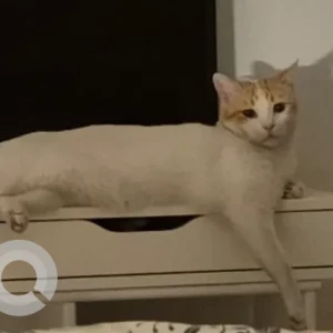 A White Domestic Shorthair Cat Missing from Springs 15 street 6