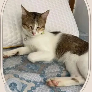 A Grey-White Mix Indie Cat Missing from Quarter Line, 5th Lane, behind S.P Office, Roing