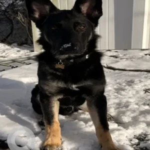 A Black and Brown German Shepherd Dog Missing from Park Ave/Vivian St/Newton St.