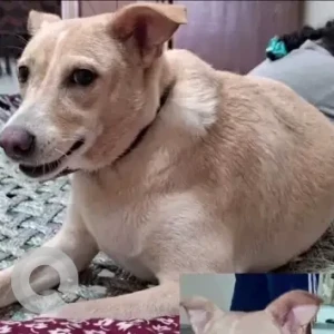 A Brown Indie Dog Missing from Sadarpur Sector 44 Noida