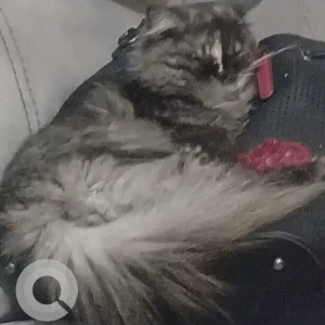 A Grey-White Mix Persian Cat Missing from Al-Qasimiyah