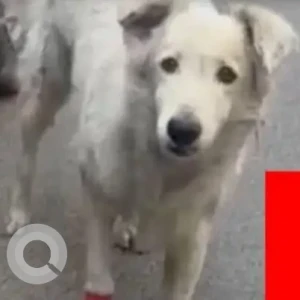 A White Indie Dog Missing from B1, Janak Puri