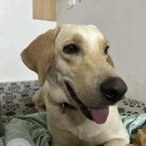 A Golden Labrador Dog Found from Whitefield, Bengaluru