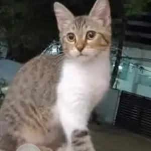 A White-Brown Mix Tabby Cat Missing from Perambur