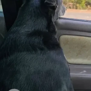 A Black and White Indie Dog Missing from Caranzalem Garden Area-2