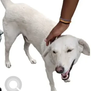 A White Indie Dog Missing from IGDTUW, Ambedkar University, Kashmere Gate-2