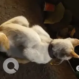 A White-Brown Mix Labrador Cat Found from RR Dum Biriyani, Basavanagar-2