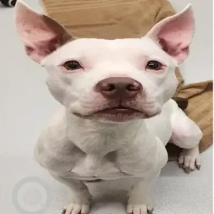 A White Pit Bull Dog Found from Hancock St Dorchester