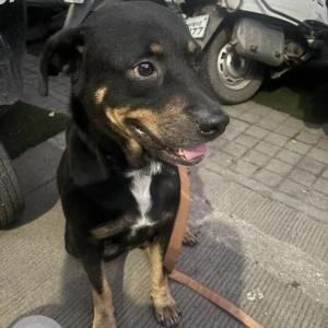 A Black and Brown Rottweiler mix Dog Found from Shivajinagar, Pune