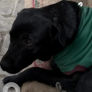 A Black Indie Dog Missing from Palam Vihar, Sector 23A