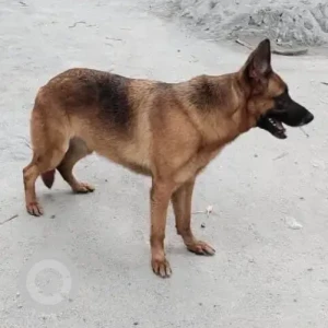 A Black and Brown Alsatian German shepherd Dog Found from Bannerghatta Apollo Hospital