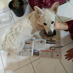 A White Indie Dog Found from Pune