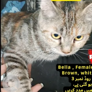 A Black and Brown Indie Cat Missing from Jamshed road no.3