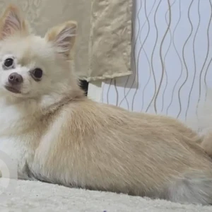 A White Pomeranian Dog Missing from Al Basra, Lady's Park-2