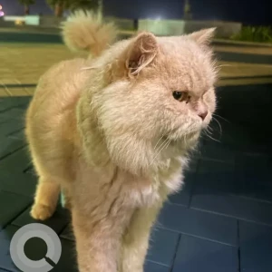 A Light Brown Persian Cat Found from Corniche Mina AD