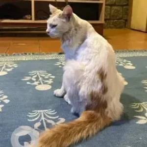 A White-Brown Mix Indie Cat Missing from Shalom AG Prarthanalaya, Hennur Garden