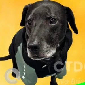 A Black Lab Mix Dog Missing from Candlewood Heights