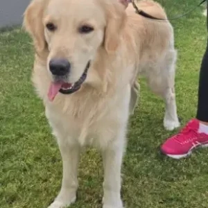 A Golden Golden Retriever Dog Found from Al Furjan