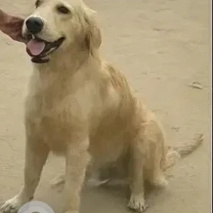 A White Golden Retriever Dog Missing from Shamshaan Ghaat, Geeta-2