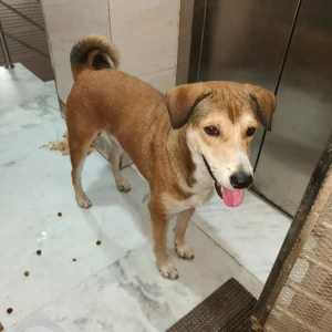 A White-Brown Mix Indie Dog Found from New Delhi, New Delhi